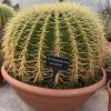 Echinocactus grusonii - Golden Barrel - Mother-In-Law's Cushion