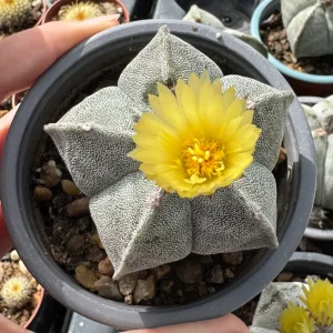 Astrophytum myriostima - Star Shaped Cactus - The Bishop's Mitre Astrophytum myriostima - Star Shaped Cactus - The Bishop's Mitre