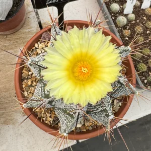 Astrophytum ornatum - Star Shaped Cactus - Bishop's Mitre