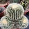 Echinocactus grusonii - Golden Barrel - Mother-In-Law's Cushion