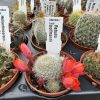 Rebutia hoffmannii - Aylostera - White Haired Crown Rebutia hoffmannii - Aylostera - White Haired Crown