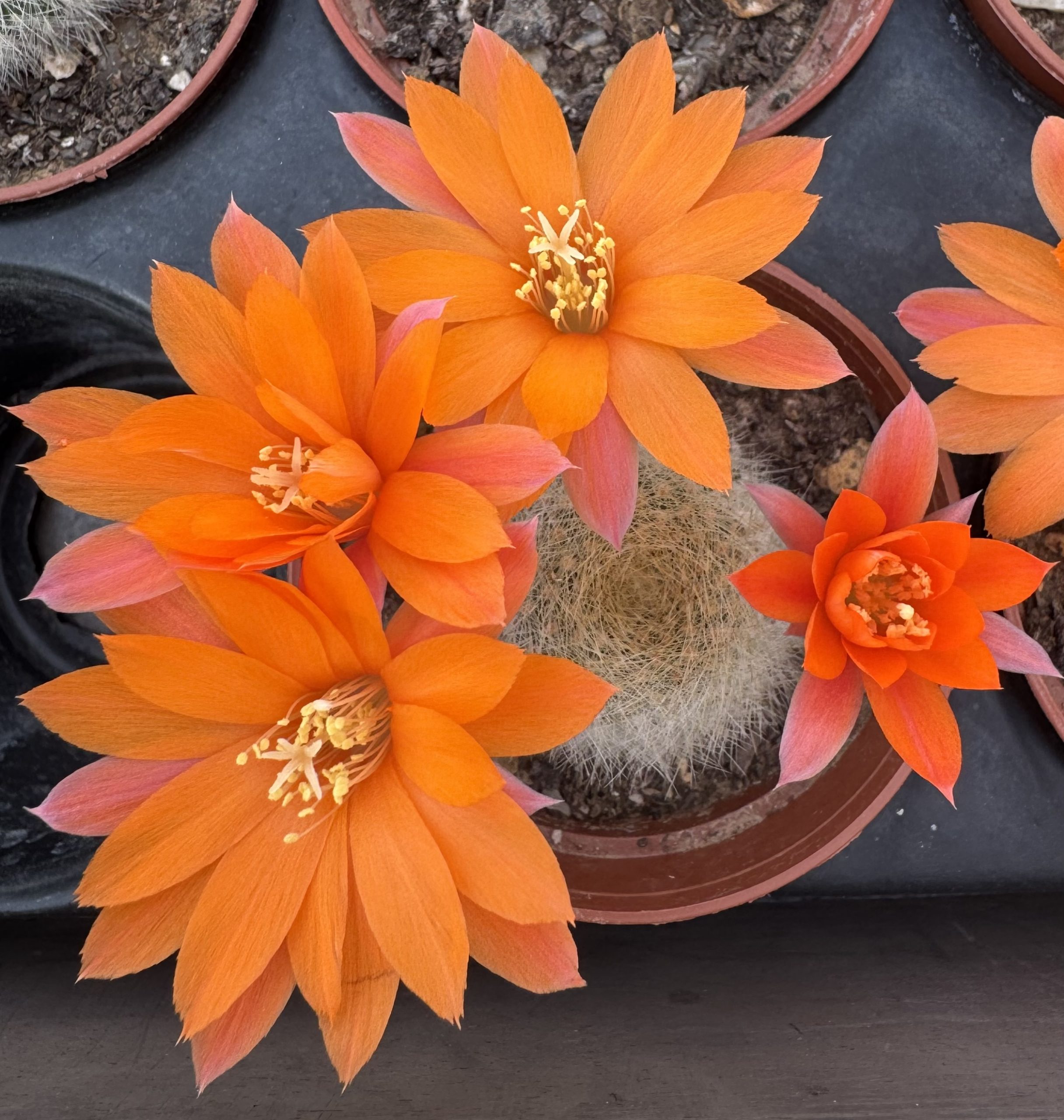 Rebutia hoffmannii - Aylostera - White Haired Crown Rebutia hoffmannii - Aylostera - White Haired Crown