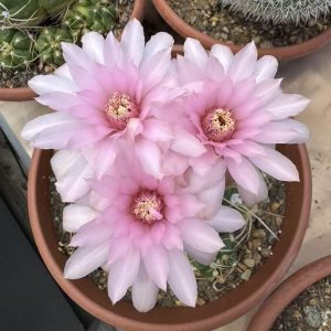 Gymnocalycium horstii - Spider Cactus