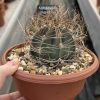 Astrophytum capricorne aureum - Star cactus From Mexico Astrophytum capricorne aureum - Star cactus From Mexico