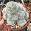 Rebuita muscula - Orange Snowball Cactus