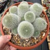 Rebutia hoffmannii - Aylostera - White Haired Crown Rebutia hoffmannii - Aylostera - White Haired Crown