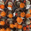 Rebutia hoffmannii - Aylostera - White Haired Crown Rebutia hoffmannii - Aylostera - White Haired Crown