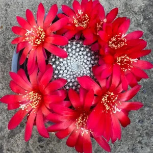 Rebutia krainziana - Krainz' Crown Cactus