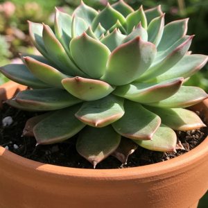 Can I Leave My Potted Succulents Outside