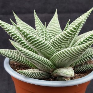 Ottershaw Cacti