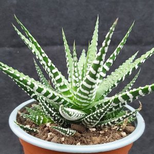 Ottershaw Cacti