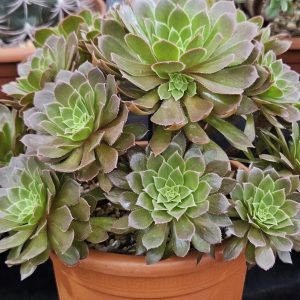 Aeonium 'Jade Gem' - Beautiful Bunching Aeonium