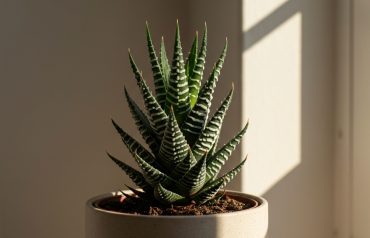 Zebra Haworthia Succulent Care Guide