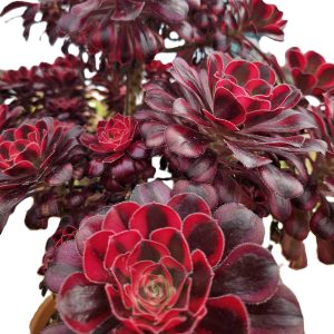Aeonium 'Chanel' - A Real Red Beauty