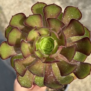 Aeonium arboreum ‘Atropurpureum’ Aeonium arboreum ‘Atropurpureum’