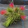 Tillandsia ionantha - Sky Plant