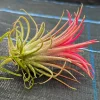 Tillandsia ionantha - Sky Plant