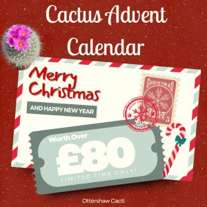 Cactus Advent Calendar – A Cactus Countdown