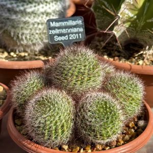 Mammillaria zeilmanniana ‘New Dawn’