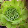 Aeonium 'Ottershaw Matcha' - New 2026 - Chelsea Flower Show Launch Aeonium 'Ottershaw Matcha' - New 2026 - Chelsea Flower Show Launch