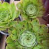Aeonium 'Ottershaw Matcha' - New 2026 - Chelsea Flower Show Launch Aeonium 'Ottershaw Matcha' - New 2026 - Chelsea Flower Show Launch