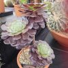 Aeonium 'Ottershaw Rose' New 2026- Launched at Chelsea Flower Show Aeonium 'Ottershaw Rose' New 2026- Launched at Chelsea Flower Show