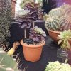 Aeonium 'Ottershaw Rose' New 2026- Launched at Chelsea Flower Show Aeonium 'Ottershaw Rose' New 2026- Launched at Chelsea Flower Show