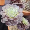 Aeonium 'Ottershaw Rose' New 2026- Launched at Chelsea Flower Show Aeonium 'Ottershaw Rose' New 2026- Launched at Chelsea Flower Show