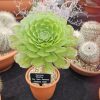 Aeonium 'Ottershaw Matcha' - New 2026 - Chelsea Flower Show Launch Aeonium 'Ottershaw Matcha' - New 2026 - Chelsea Flower Show Launch