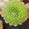 Aeonium 'Ottershaw Matcha' - New 2026 - Chelsea Flower Show Launch Aeonium 'Ottershaw Matcha' - New 2026 - Chelsea Flower Show Launch