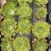 Aeonium 'Ottershaw Matcha' - New 2026 - Chelsea Flower Show Launch Aeonium 'Ottershaw Matcha' - New 2026 - Chelsea Flower Show Launch
