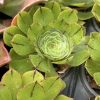 Aeonium 'Ottershaw Matcha' - New 2026 - Chelsea Flower Show Launch Aeonium 'Ottershaw Matcha' - New 2026 - Chelsea Flower Show Launch