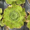 Aeonium 'Ottershaw Matcha' - New 2026 - Chelsea Flower Show Launch Aeonium 'Ottershaw Matcha' - New 2026 - Chelsea Flower Show Launch