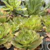 Aeonium 'Ottershaw Matcha' - New 2026 - Chelsea Flower Show Launch Aeonium 'Ottershaw Matcha' - New 2026 - Chelsea Flower Show Launch