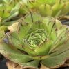 Aeonium 'Ottershaw Matcha' - New 2026 - Chelsea Flower Show Launch Aeonium 'Ottershaw Matcha' - New 2026 - Chelsea Flower Show Launch