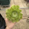 Aeonium 'Ottershaw Matcha' - New 2026 - Chelsea Flower Show Launch Aeonium 'Ottershaw Matcha' - New 2026 - Chelsea Flower Show Launch