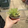 Aeonium 'Ottershaw Matcha' - New 2026 - Chelsea Flower Show Launch Aeonium 'Ottershaw Matcha' - New 2026 - Chelsea Flower Show Launch