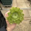 Aeonium 'Ottershaw Matcha' - New 2026 - Chelsea Flower Show Launch Aeonium 'Ottershaw Matcha' - New 2026 - Chelsea Flower Show Launch