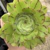 Aeonium 'Ottershaw Matcha' - New 2026 - Chelsea Flower Show Launch Aeonium 'Ottershaw Matcha' - New 2026 - Chelsea Flower Show Launch