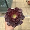 Aeonium 'Ottershaw Rose' New 2026- Launched at Chelsea Flower Show Aeonium 'Ottershaw Rose' New 2026- Launched at Chelsea Flower Show