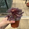 Aeonium 'Ottershaw Rose' New 2026- Launched at Chelsea Flower Show Aeonium 'Ottershaw Rose' New 2026- Launched at Chelsea Flower Show