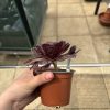Aeonium 'Ottershaw Rose' New 2026- Launched at Chelsea Flower Show Aeonium 'Ottershaw Rose' New 2026- Launched at Chelsea Flower Show