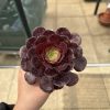 Aeonium 'Ottershaw Rose' New 2026- Launched at Chelsea Flower Show Aeonium 'Ottershaw Rose' New 2026- Launched at Chelsea Flower Show