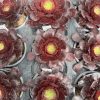 Aeonium 'Ottershaw Rose' New 2026- Launched at Chelsea Flower Show Aeonium 'Ottershaw Rose' New 2026- Launched at Chelsea Flower Show