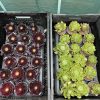 Aeonium 'Ottershaw Matcha' - New 2026 - Chelsea Flower Show Launch Aeonium 'Ottershaw Matcha' - New 2026 - Chelsea Flower Show Launch