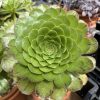 Aeonium 'Ottershaw Matcha' - New 2026 - Chelsea Flower Show Launch Aeonium 'Ottershaw Matcha' - New 2026 - Chelsea Flower Show Launch