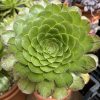 Aeonium 'Ottershaw Matcha' - New 2026 - Chelsea Flower Show Launch Aeonium 'Ottershaw Matcha' - New 2026 - Chelsea Flower Show Launch