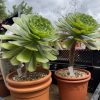 Aeonium 'Ottershaw Matcha' - New 2026 - Chelsea Flower Show Launch Aeonium 'Ottershaw Matcha' - New 2026 - Chelsea Flower Show Launch