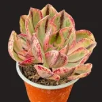Succulent gift ideas under £20