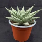 Which succulents survive a UK winter outdoors